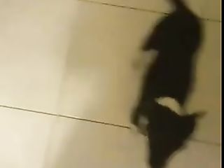 Wife Shits Herself In The Kitchen