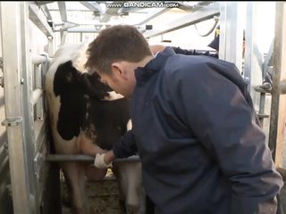 Vet Pokes Cow's Abscess And Squirts A Stream Of Disgusting Smelly Puss