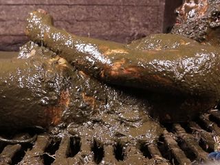 Dirty Fat Guy Masturbates With Manure All Over His Body And Cock