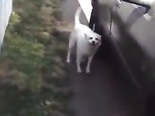 BBW Mom Caught Taking A Shit Behind The Truck