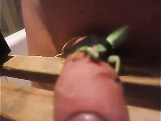 Preying Mantis Eats Blood From Cock